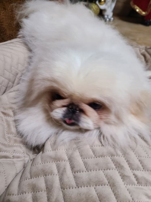 В'язка Королівського пекінеса.