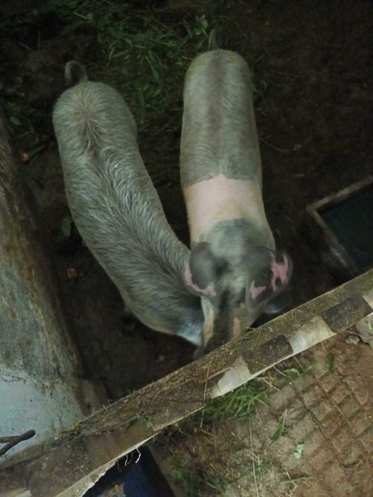 Vendo porco  bisaro muinta boa raca pura