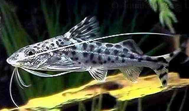 GB Sum Pimelodus Pictus, Mandi mały - dowóz ryb!