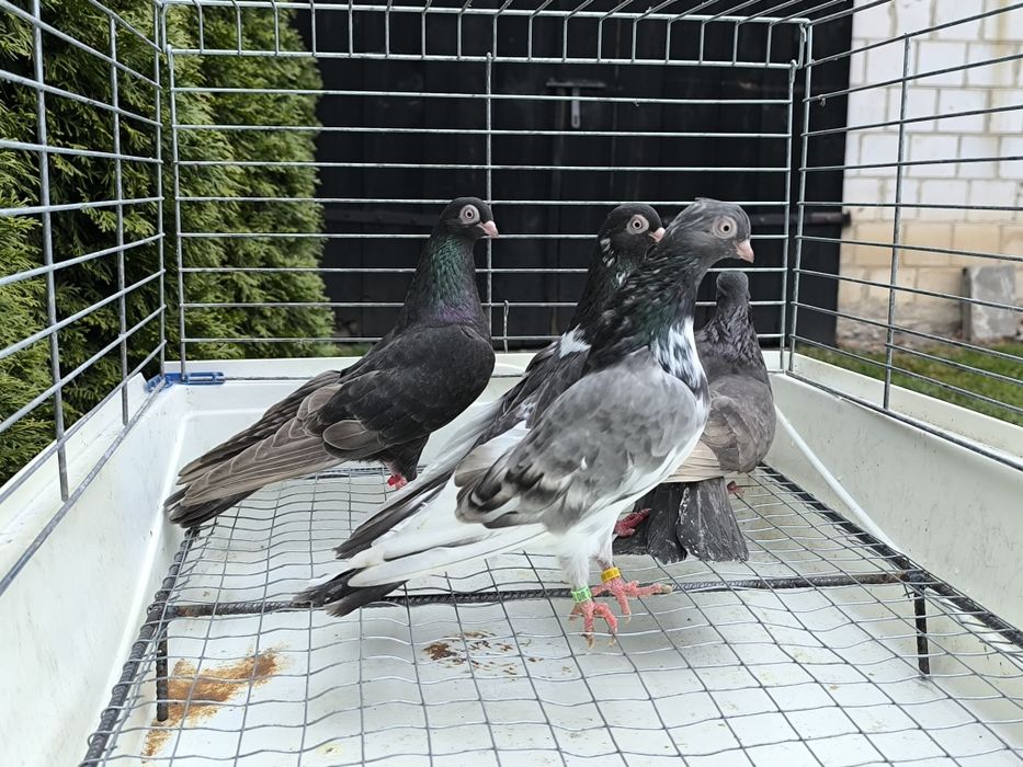 Gołębie zamojskie bure, kawowe, buro krase