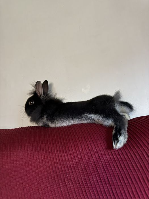 Vendo coelha ana mansa