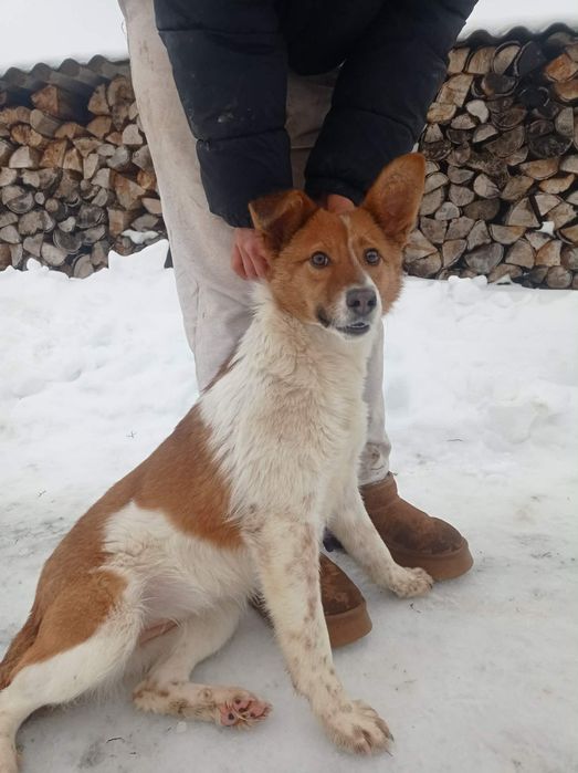 Dakota sunia do adopcji