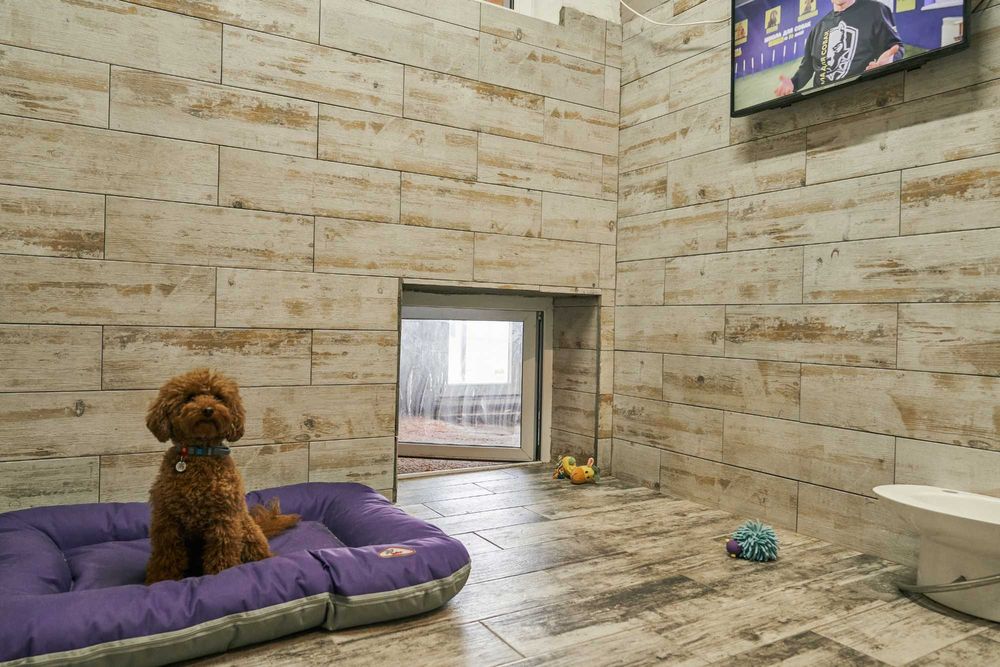 Школа Дресирування навчання Собак Дніпро з проживанням Кінолог