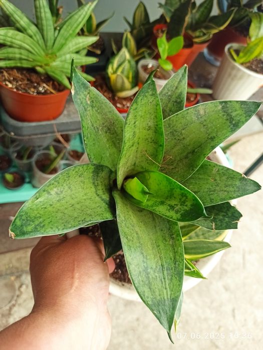 Сансевієрії Індонезія і Голандські