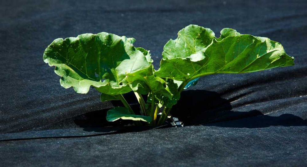 AGROWŁÓKNINA UV P-150 (1,6x10 m) + Kotwice do mocowania (50 szt.)