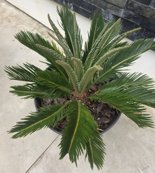 Palmeira Cica (Cycas Revoluta) | Planta Tropical + Vaso Grande Preto