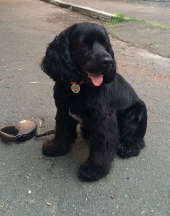 Вязка собак породы кокер-спаниель