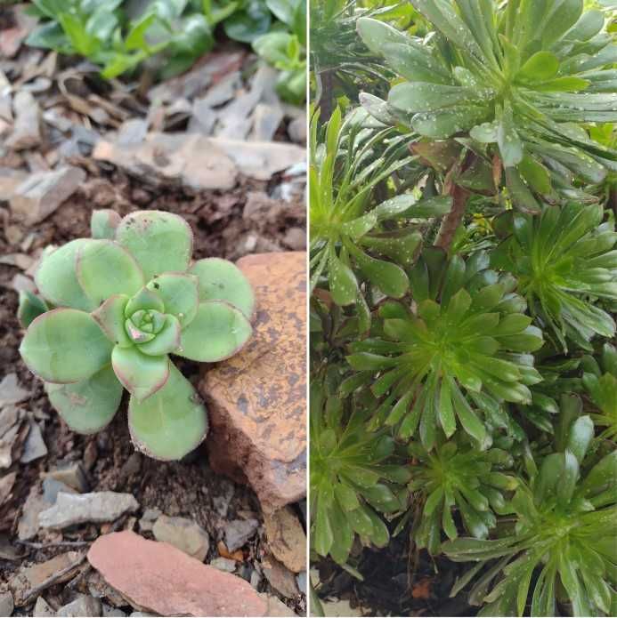 Diversas Espécies de Suculentas - Podas - Faço envios