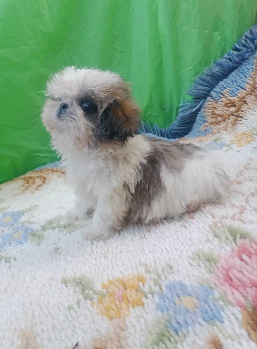 Shih-tzu macho com LOP