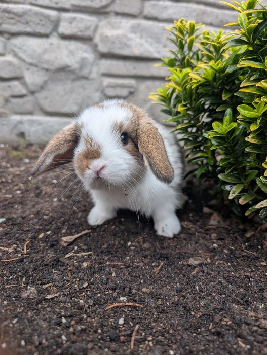 Mini lop, baranek miniaturka, metryka