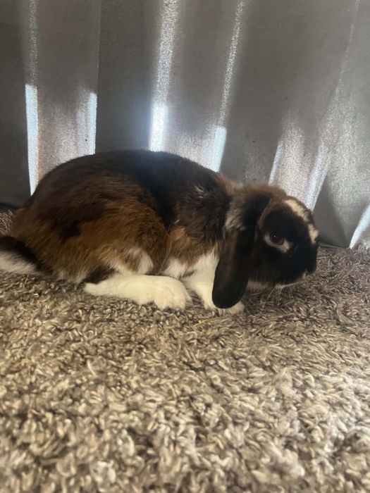 Króliczek Mini Lop