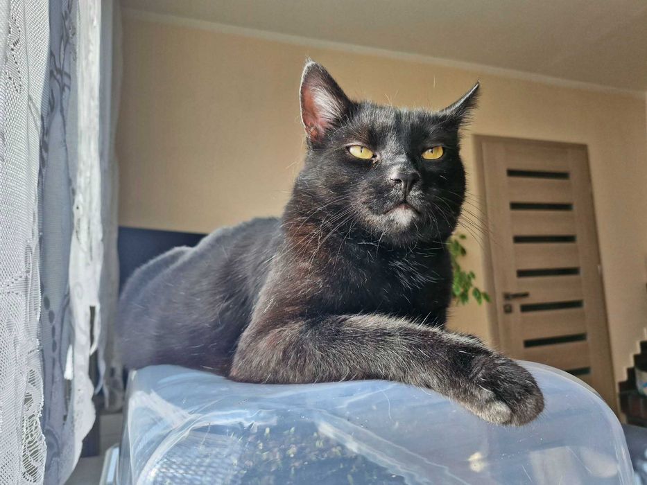 Przepiękny i mądry kot do adopcji