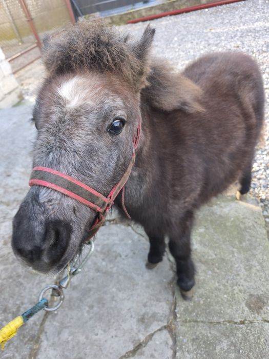 Ogierek Kucyk NIUTEK