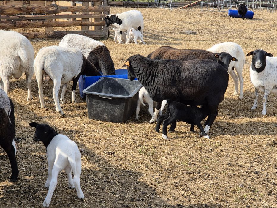 Owce Dorper 50% Baran Dorper 100% z Czech z rodowodem GRATIS!