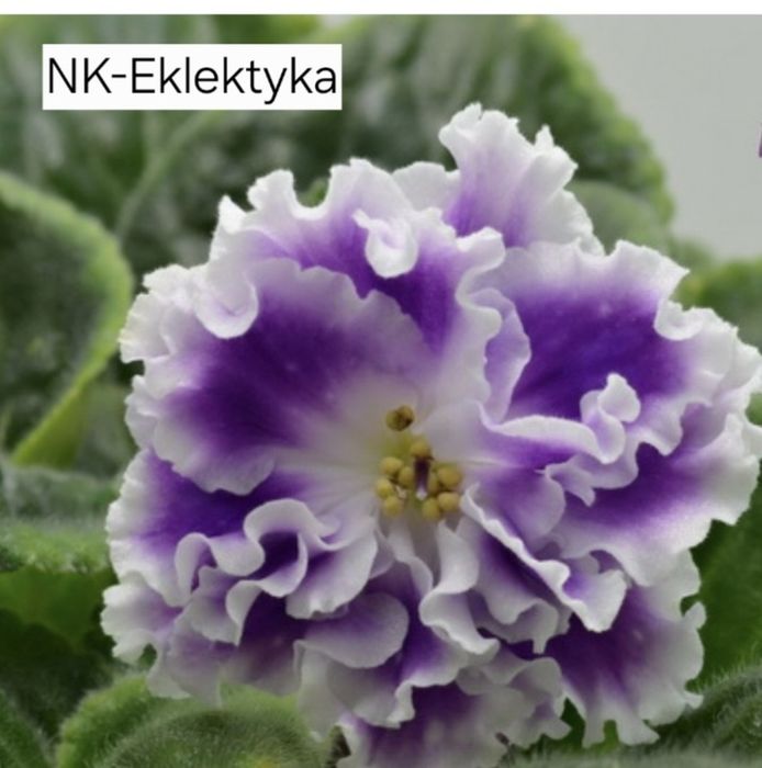 Sprzedam zestaw ukorzenione liście fiołka afrykańskiego