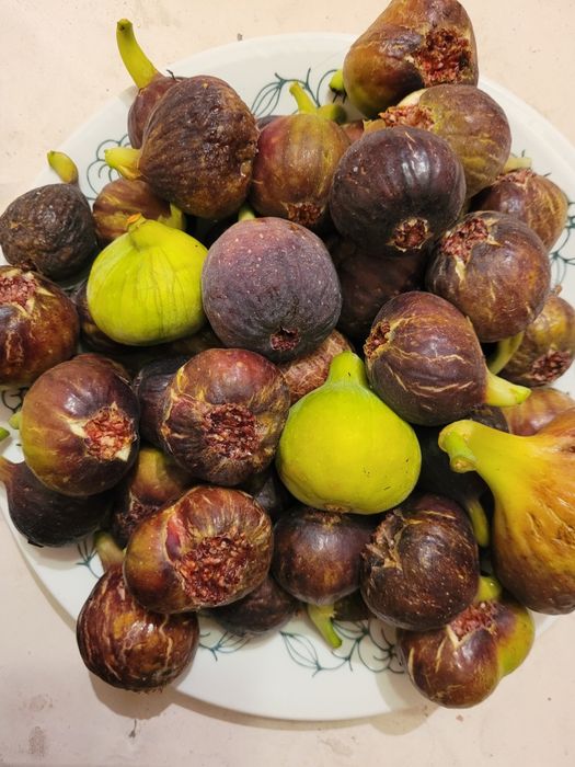 Figa Ronde de Bordeaux owocująca w donicy