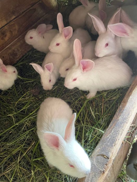 Маленькі кролики