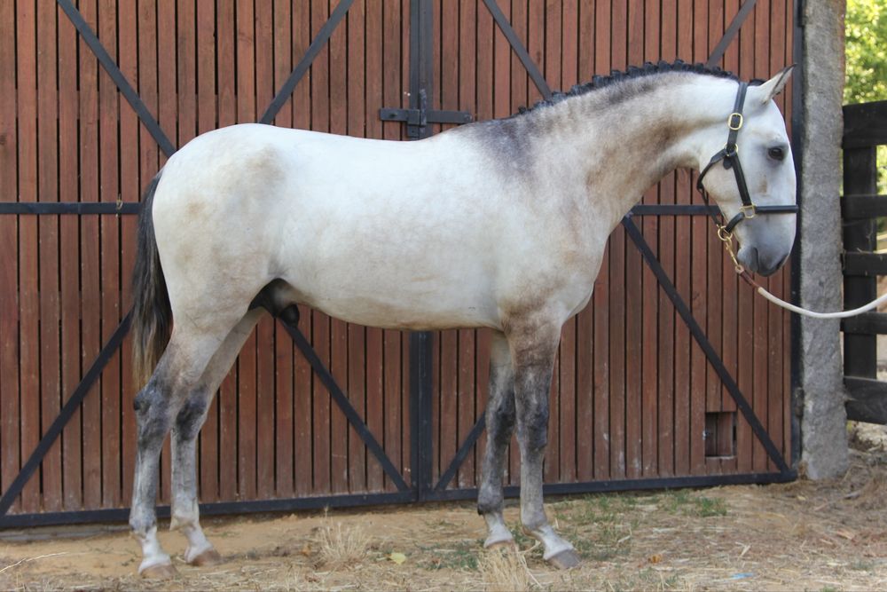 Poldro Lusitano - 2 anos
