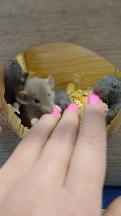 Маленькие крысята, красивые окрасы Дамбо