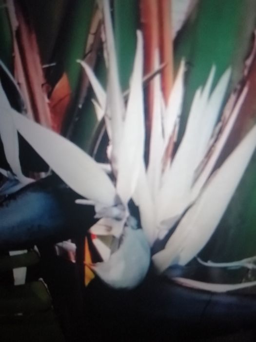 Estrelicia Nicolai (Augusta) em vaso.