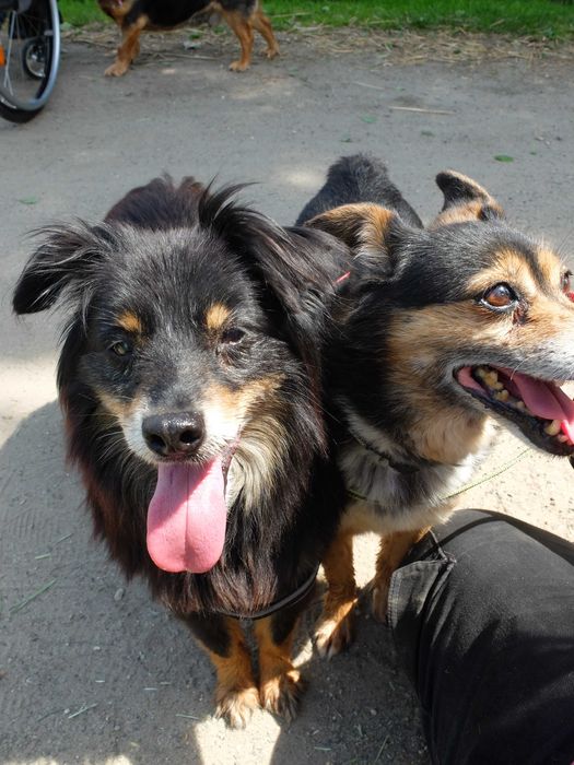 Dwa psie serca, dwa smutki... - i wspolna  NADZIEJA na dom. Adoptuj!