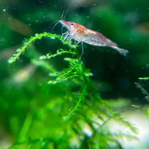 Креветка акваріумна неокардіна