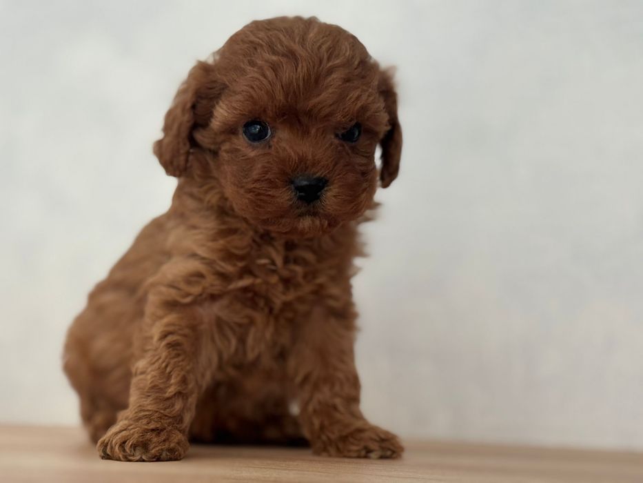 Cavapoo F1-B, suczka ;)