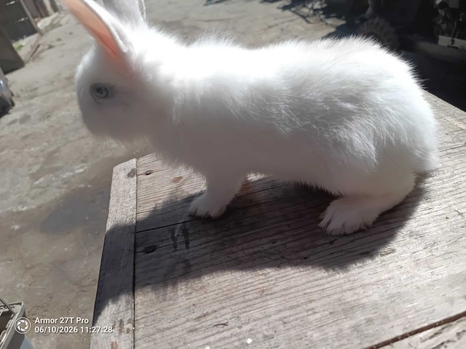 Coelhos anões juvenis