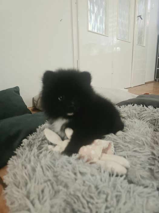 Szpic miniaturowy