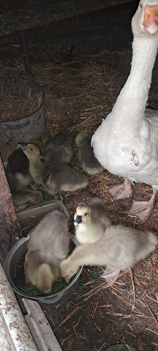 Гуси для разведения (пара)