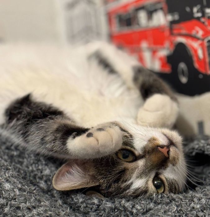 Отдам котика в хорошие руки!