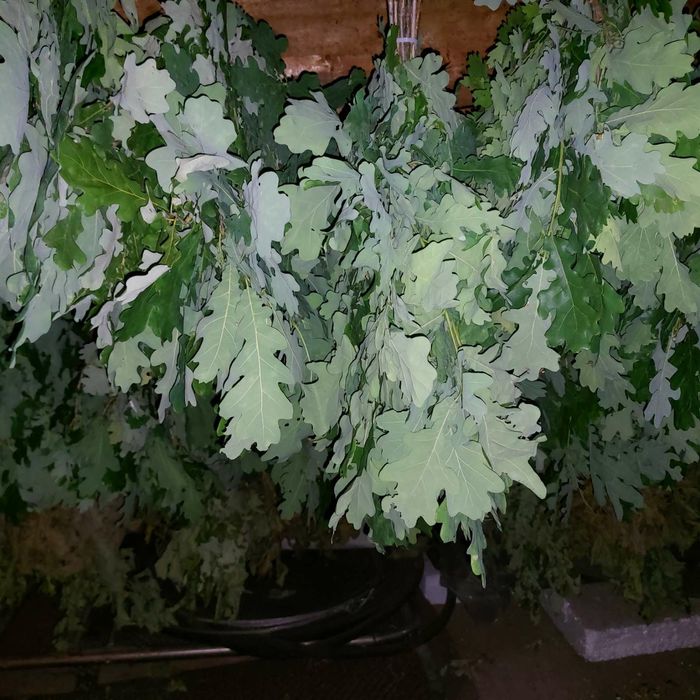 дубовый веник веник для бани