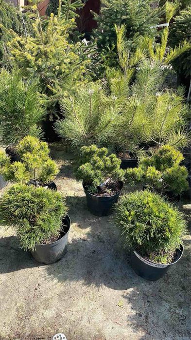 Сосни,ялини,ялівці