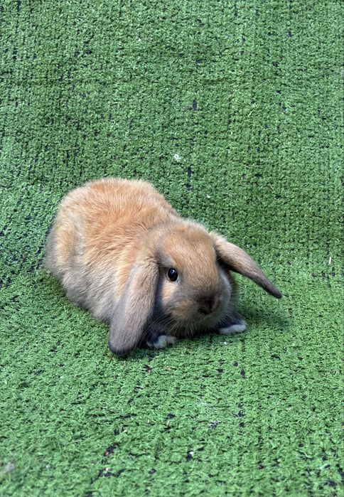 Vendo coelhos orelhudos Holland Lop muito dóceis e saudáveis