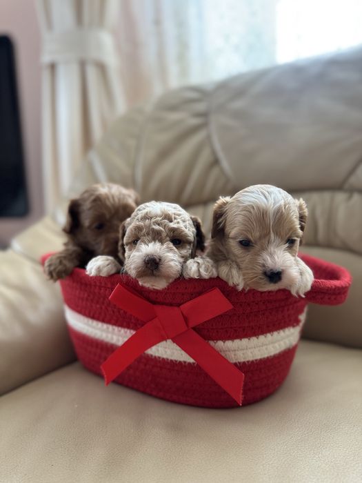 Мальтіпу хлопчики міні