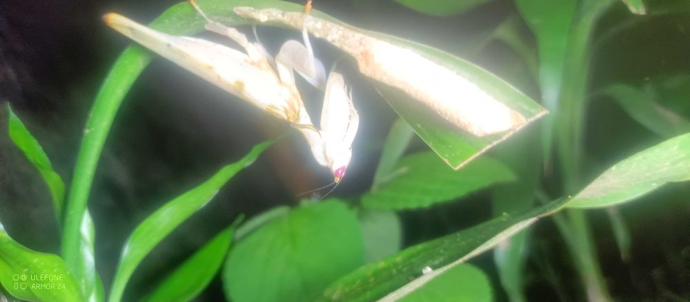 Modliszka storczykowa Hymenopus coronatus L2/3