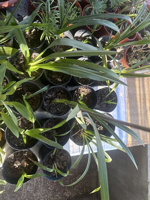 Orquideas terrestres e aéreas