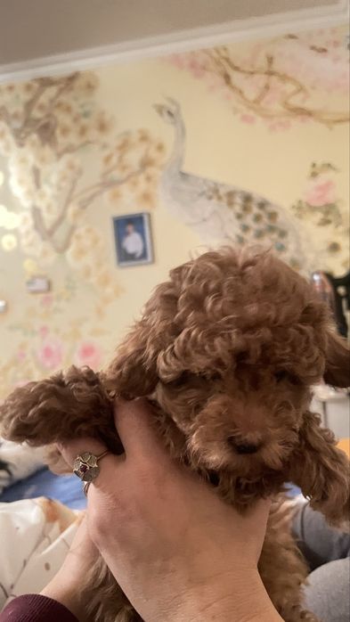 Той пудель , дівчинка , ред браун з документами на виізд