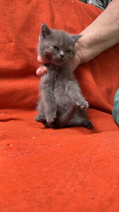 Котята британцы