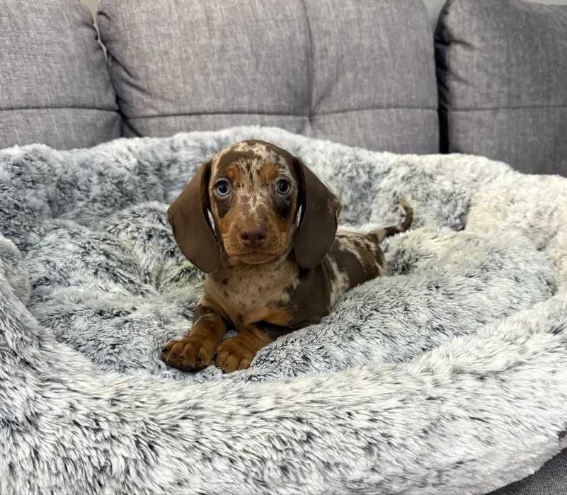Teckel choco merle