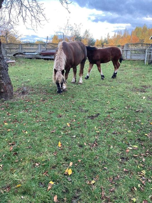Klacz zimnokrwista maści kasztanowatej