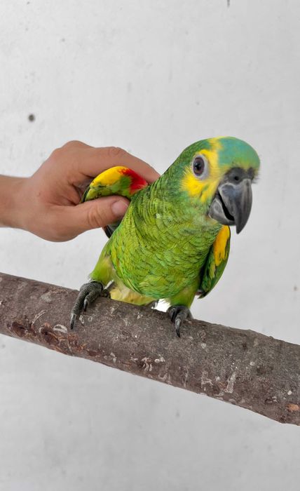 Amazonas Criados à Mão