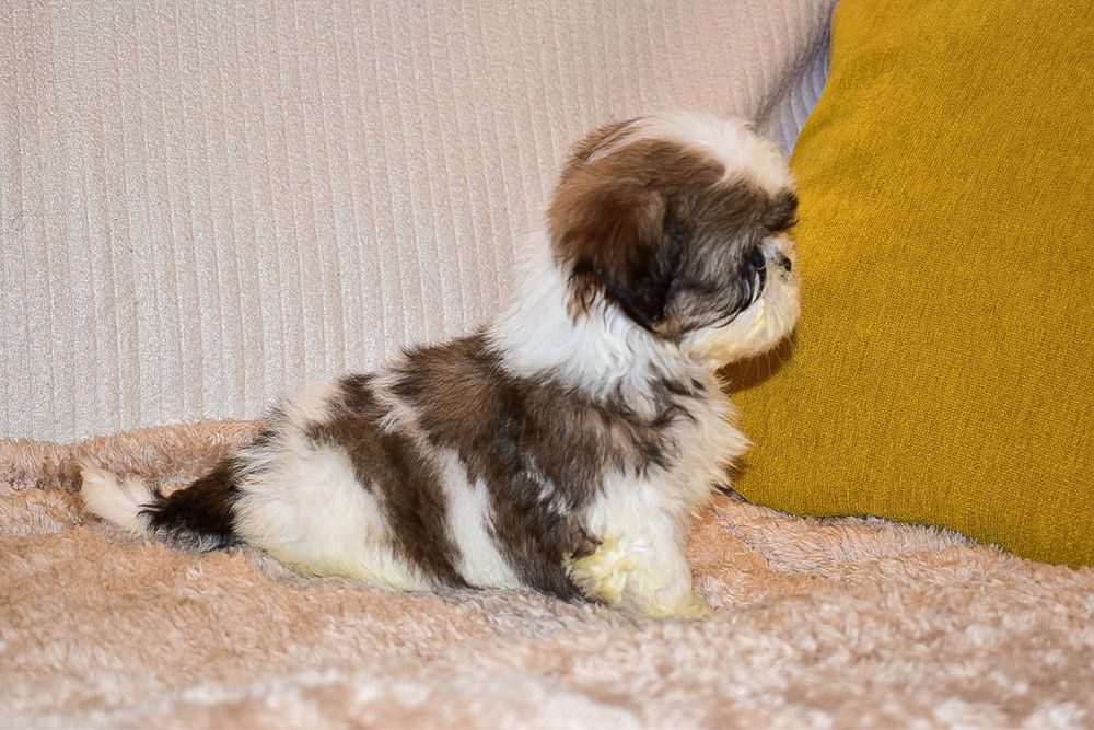 Shih-tzu macho disponível