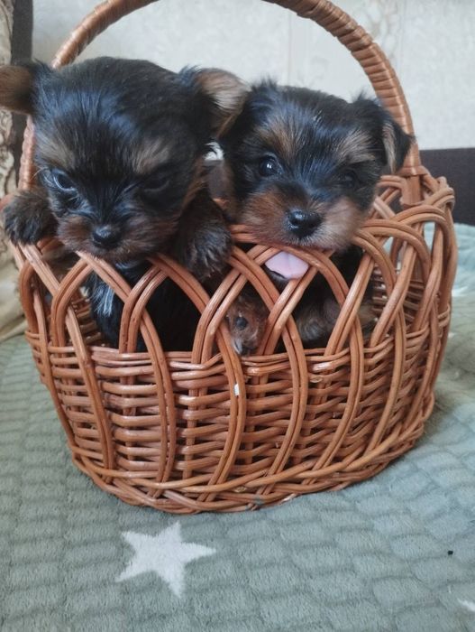 Міні йорки,дівчинка