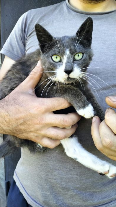 Стерилізована кішечка мріє про дім