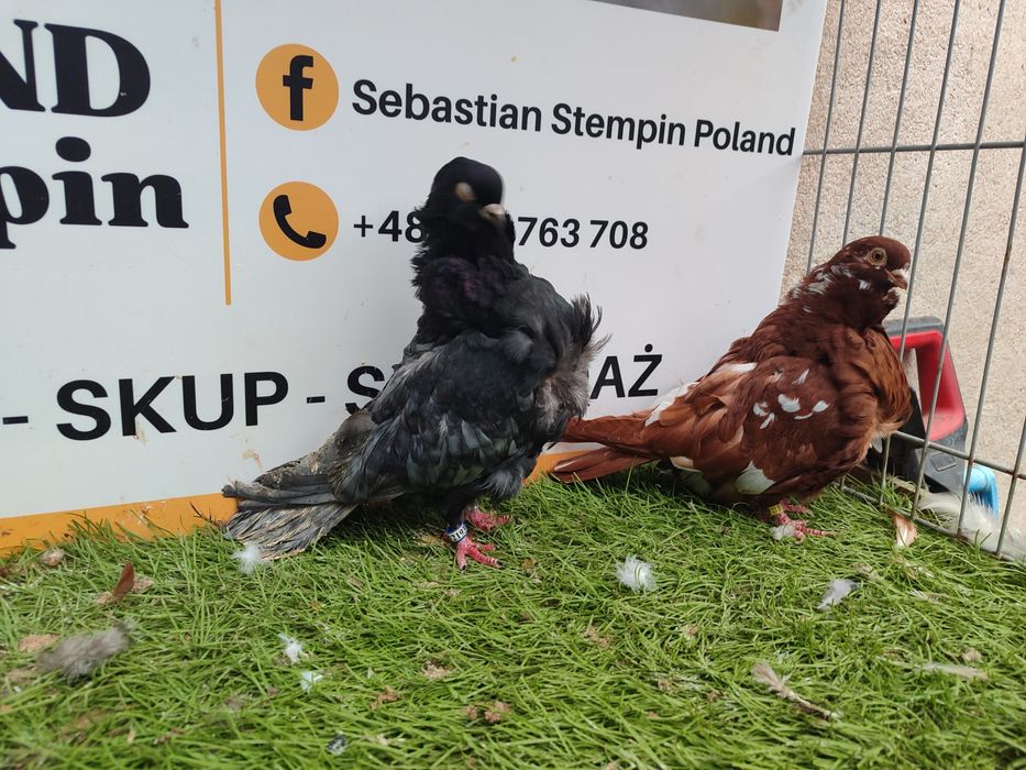 Gołębie. Mewki chińskie. Mewka.  Możliwy transport