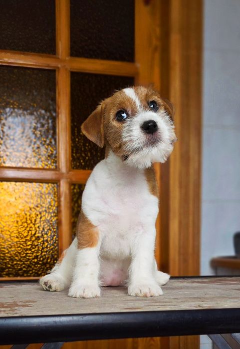 Лялькова дівчинка Джек Рассел тер'єра. (2 міс.)