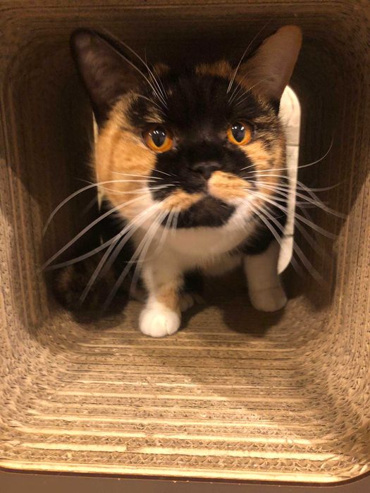 kotka brytyjska do hodowli rodowód FPL