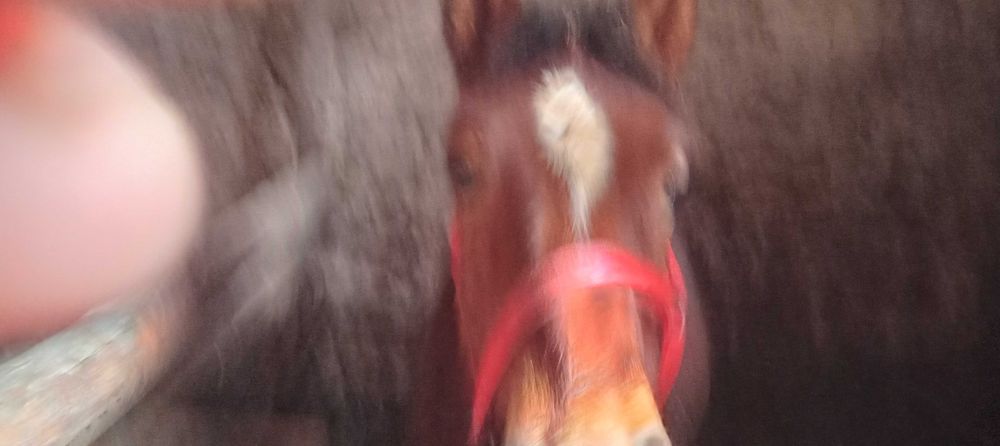 Klacz zimnokrwista gniada 8 miesięcy