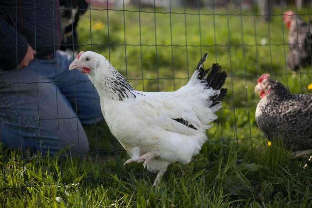 Kurki kokoszki nioski Rosa kolorowa na wybieg odchowana dowóz Gratis